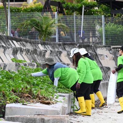 Mangrove Planting Beach Cleaning 006
