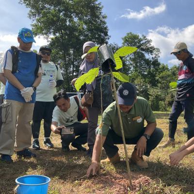 Tree Planting 2