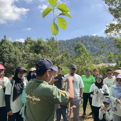 Tree Planting 3